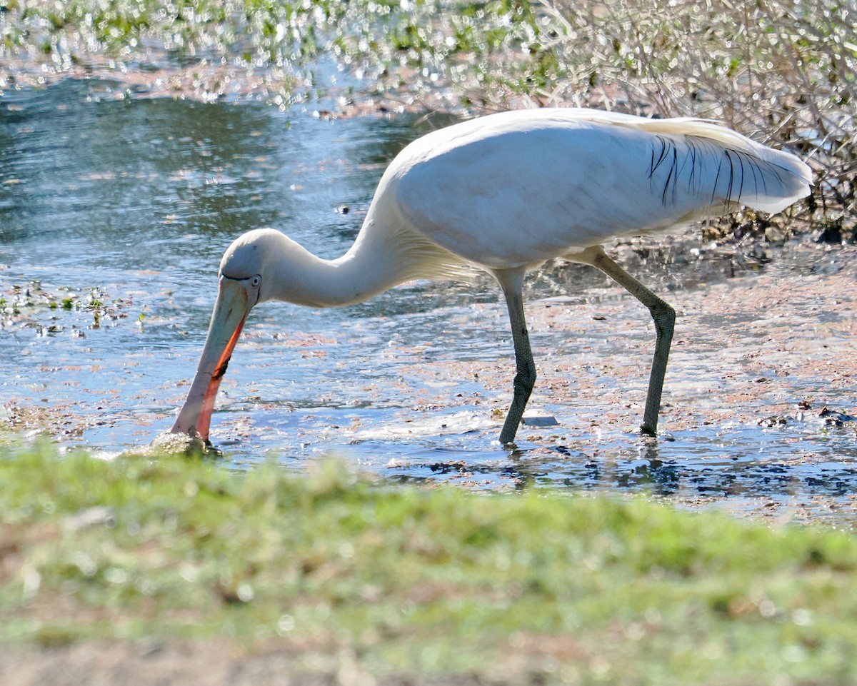 Yellow-billed Spoonbill - ML646323854