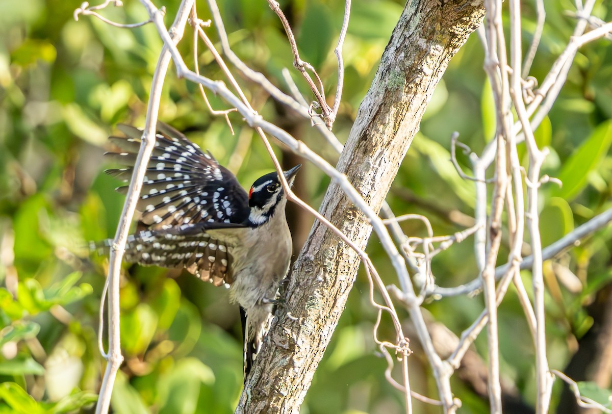 Downy Woodpecker - ML646323855