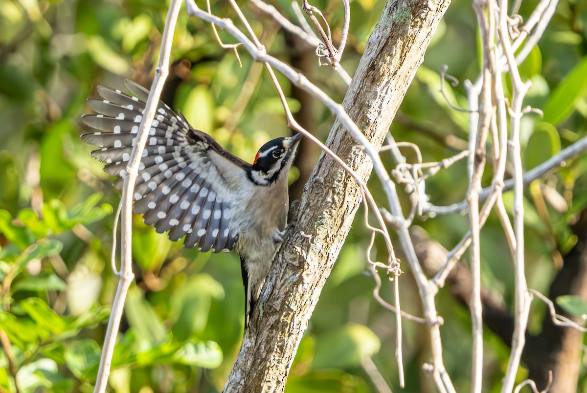 Downy Woodpecker - ML646323856