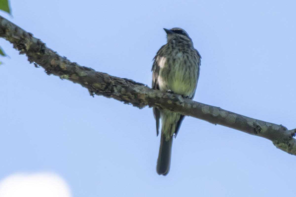 Variegated Flycatcher - ML646323857