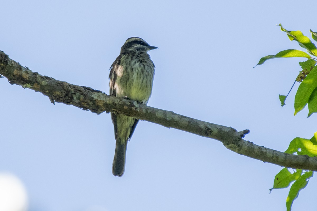 Variegated Flycatcher - ML646323858