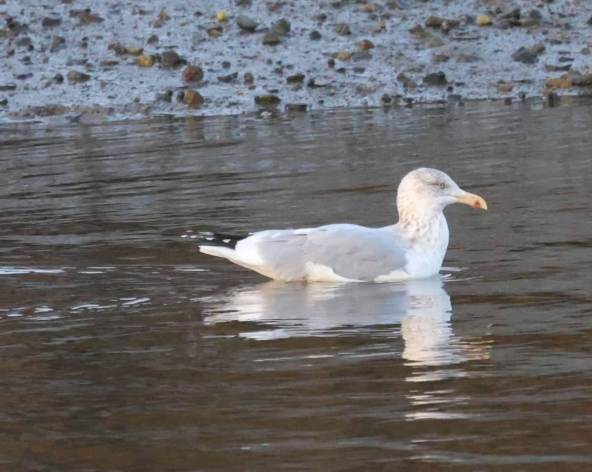 שחף מערבי - ML646323859