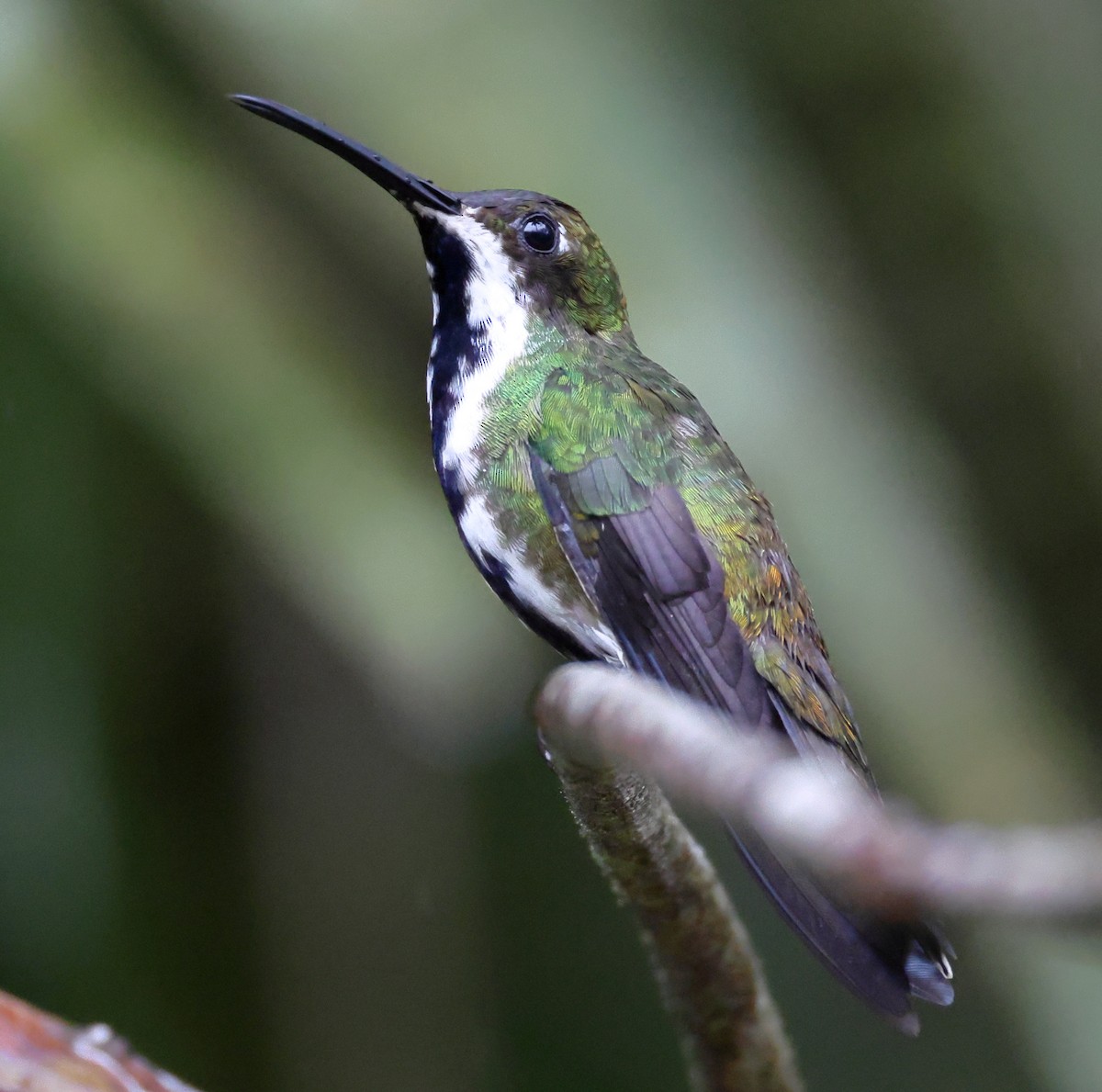 Black-throated Mango - ML646323860
