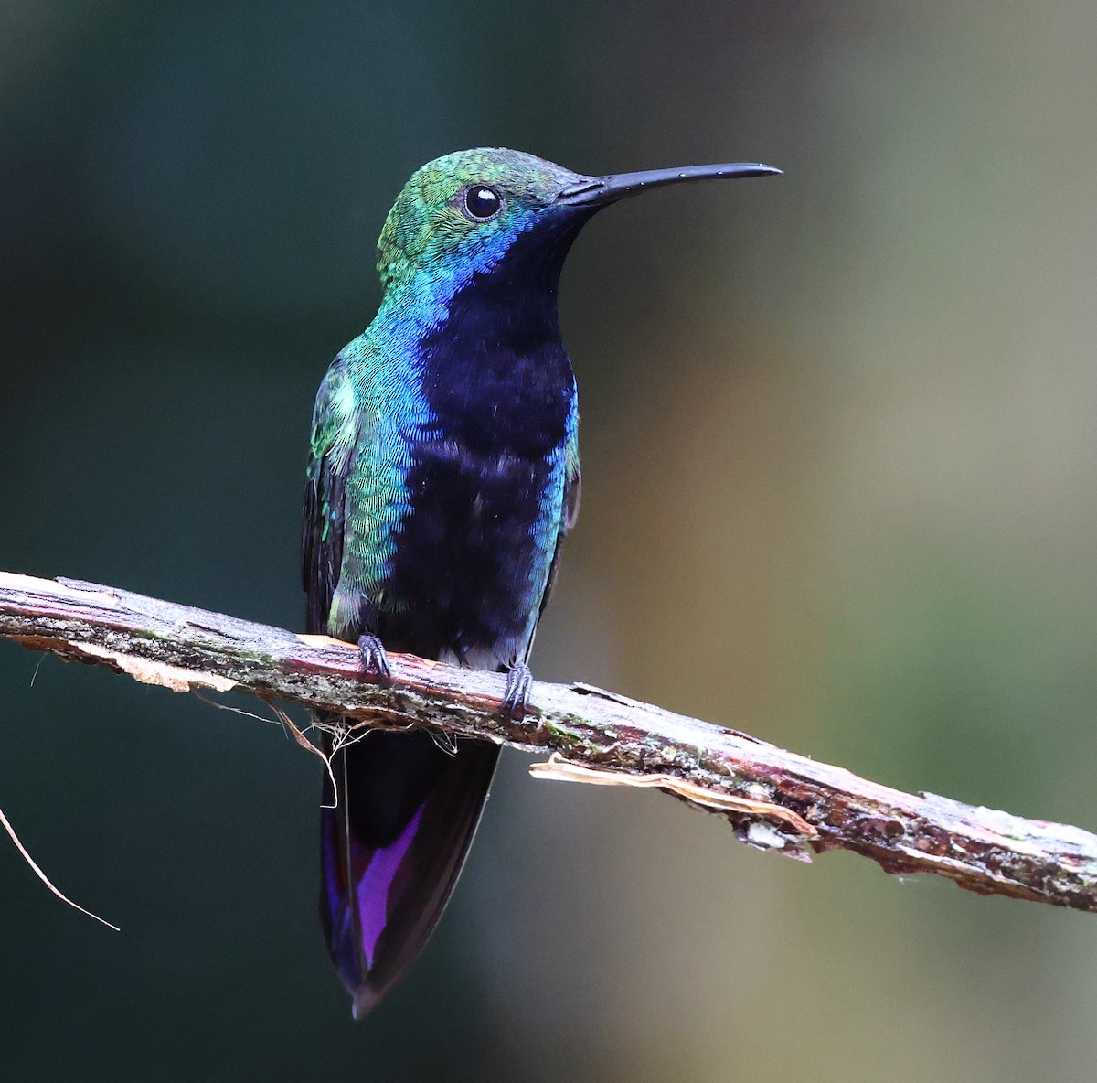 Black-throated Mango - ML646323861