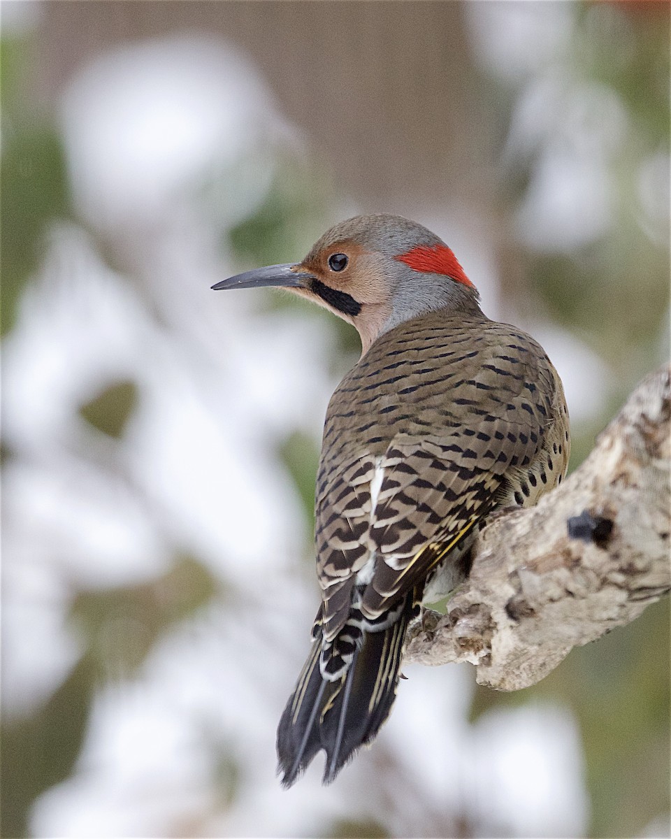 Northern Flicker - ML646323865