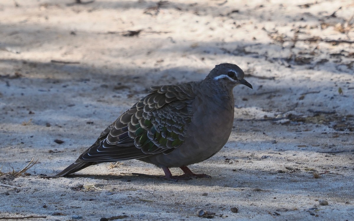 Common Bronzewing - ML646323867