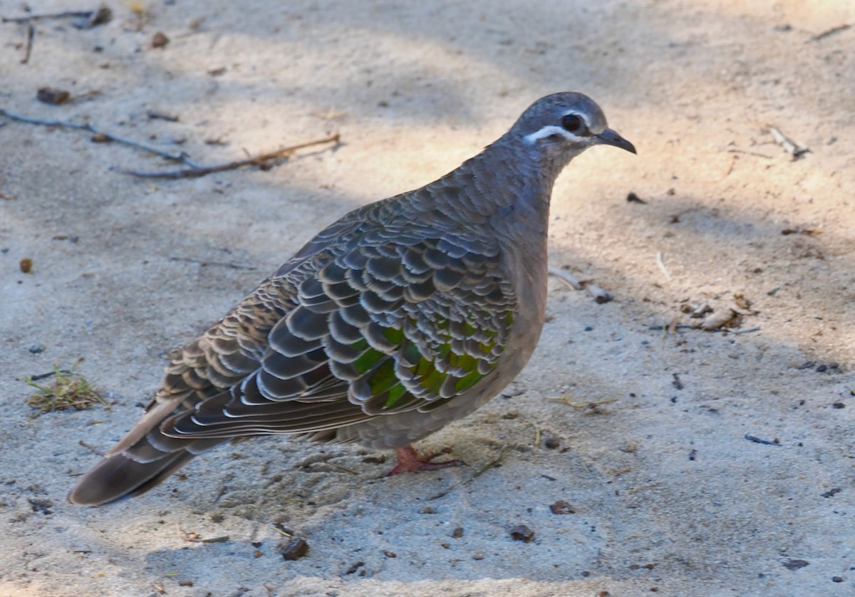 Common Bronzewing - ML646323868
