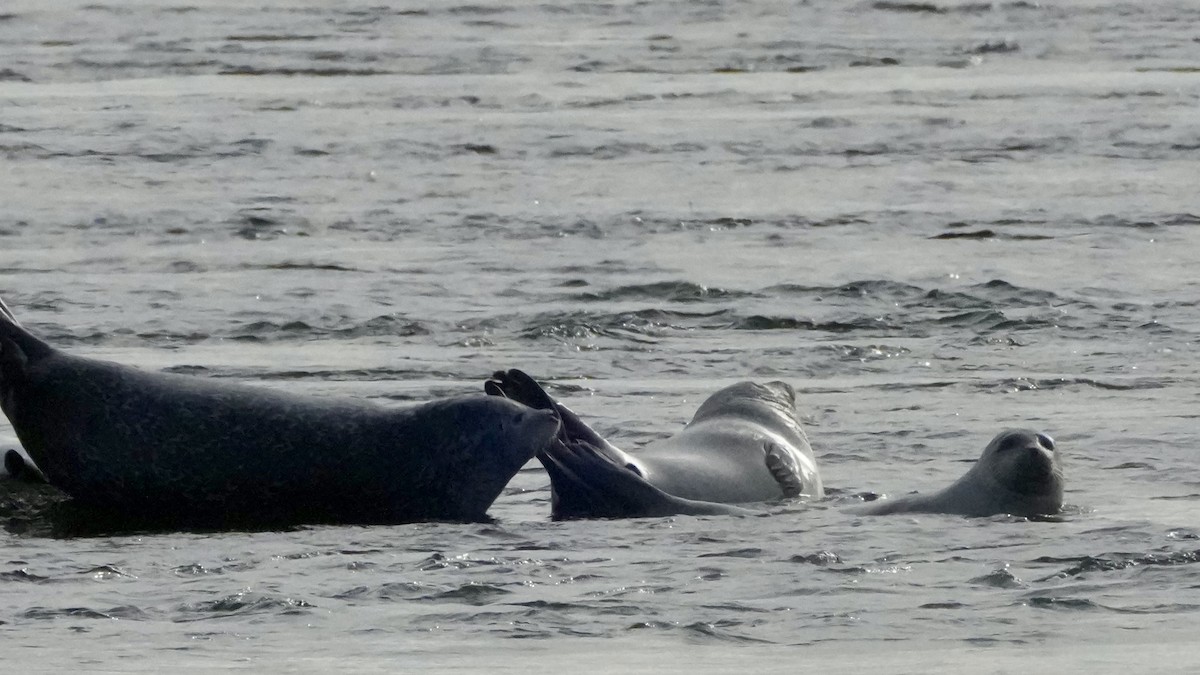 Harbor Seal - ML646323869