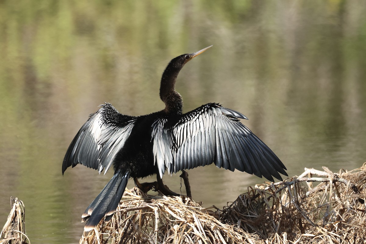 נחשון אמריקני - ML646323870