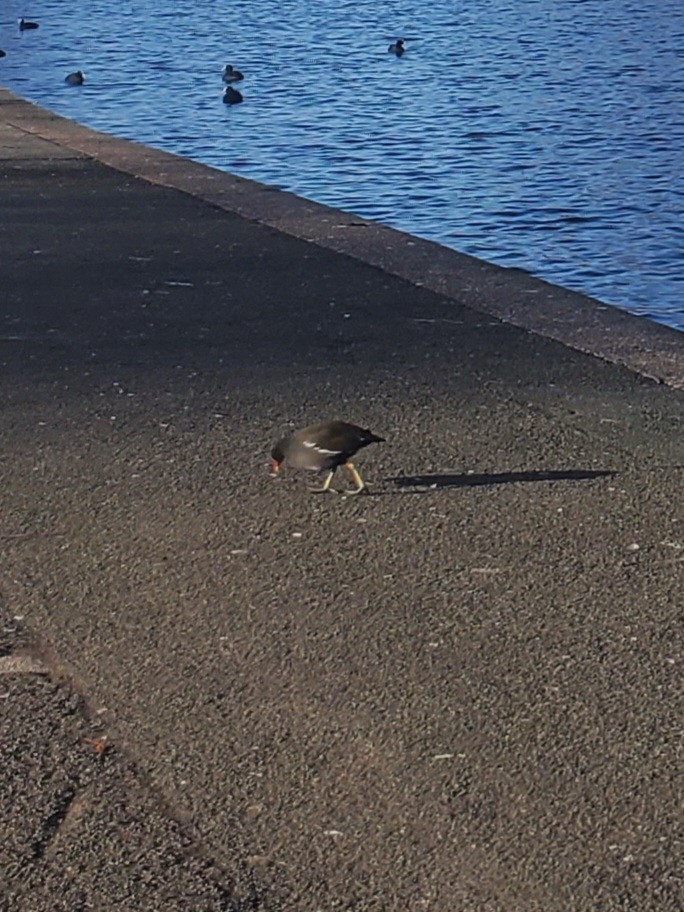 סופית - ML646323875