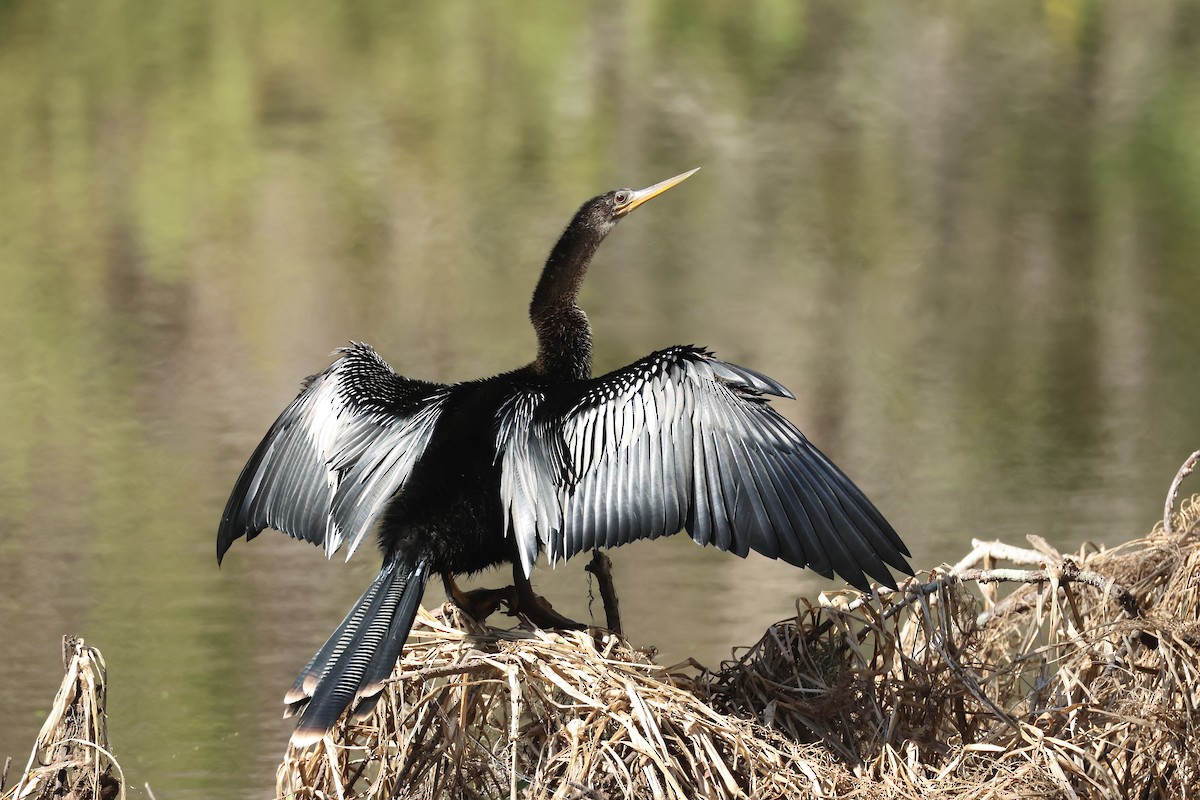 נחשון אמריקני - ML646323877