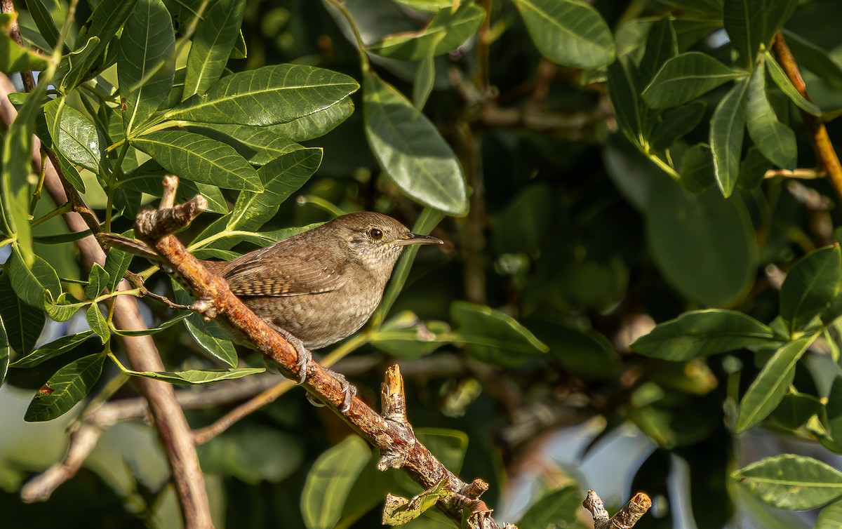 Northern House Wren - ML646323879