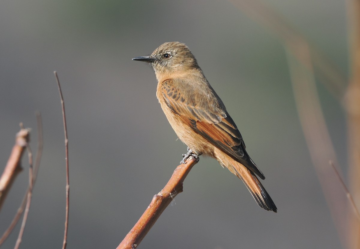 Cliff Flycatcher (Swallow) - ML646323880