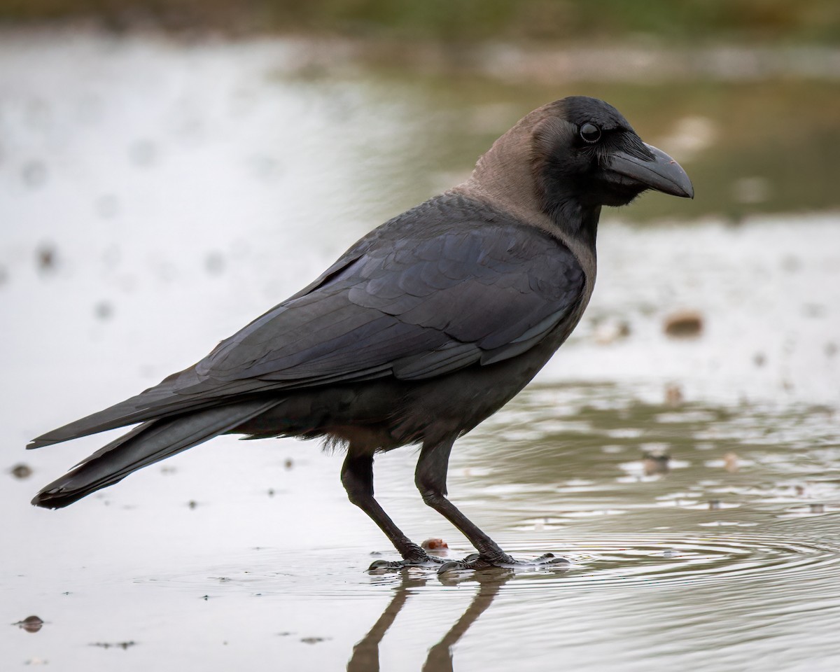 עורב הודי - ML646323881