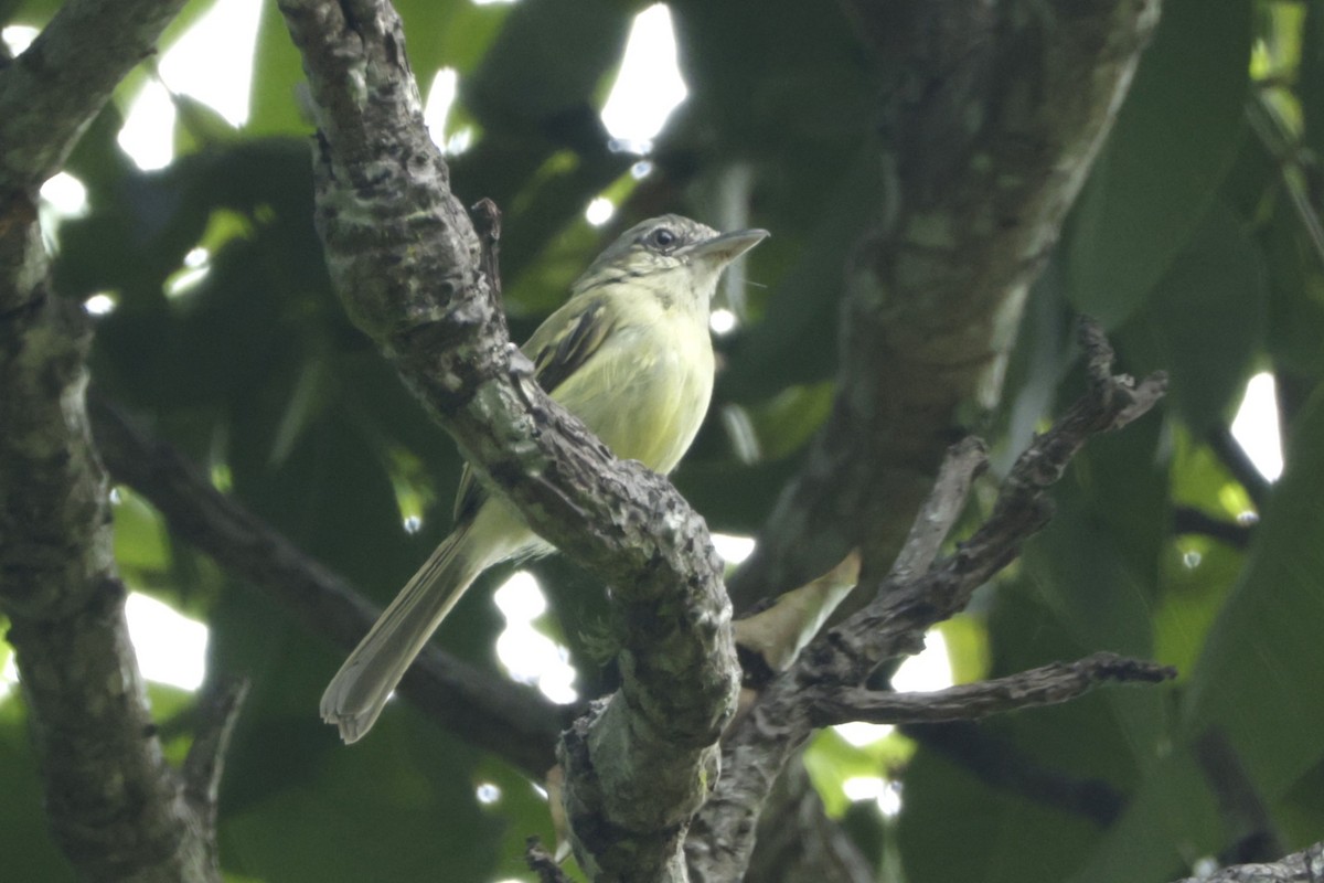 Yellow-olive Flatbill - ML646323882