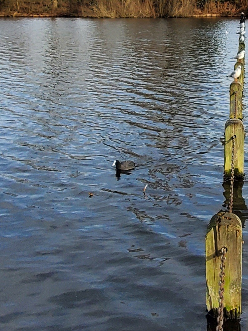 אגמית מצויה - ML646323883