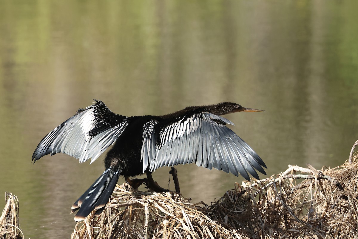נחשון אמריקני - ML646323884