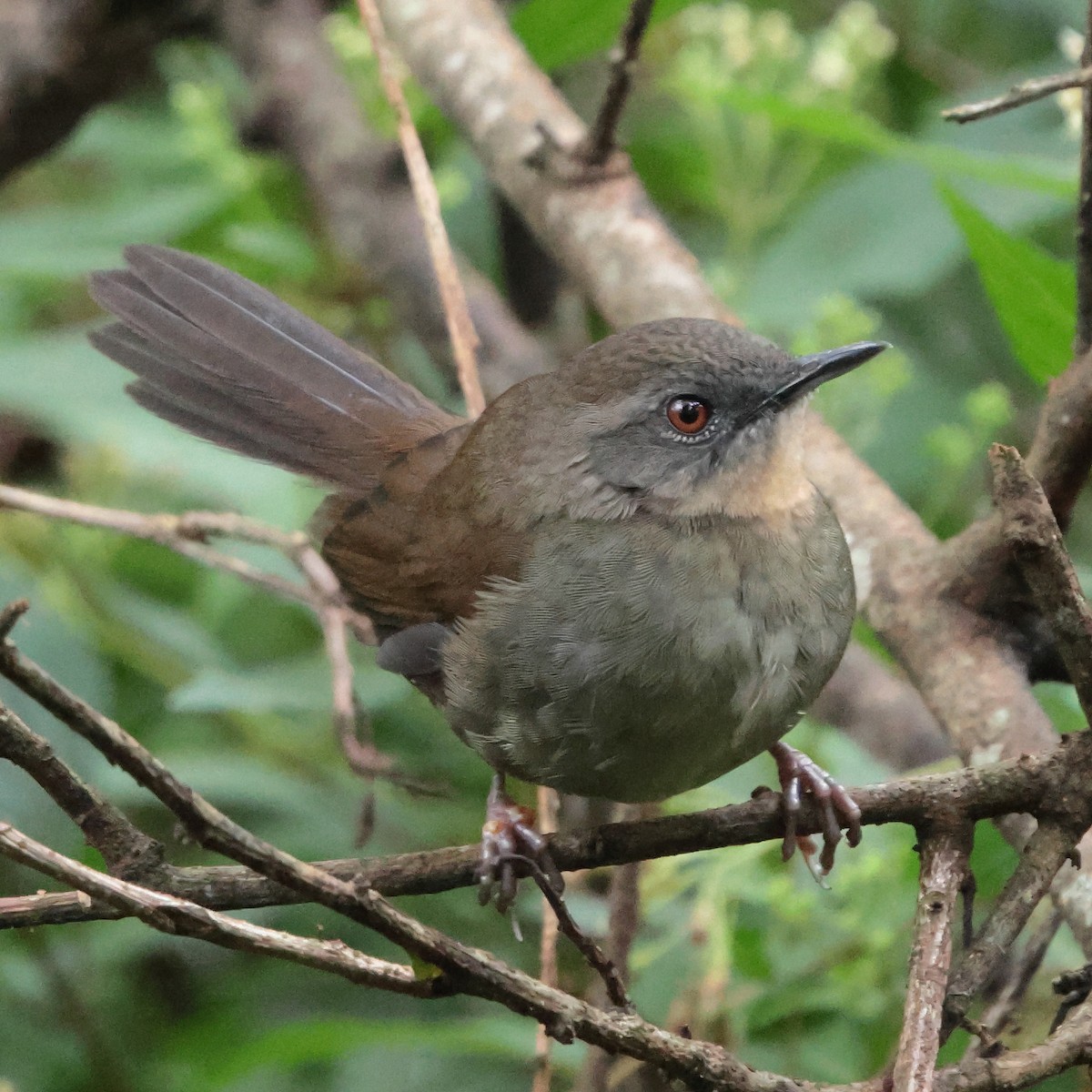 Sri Lanka Bush Warbler - ML646323885
