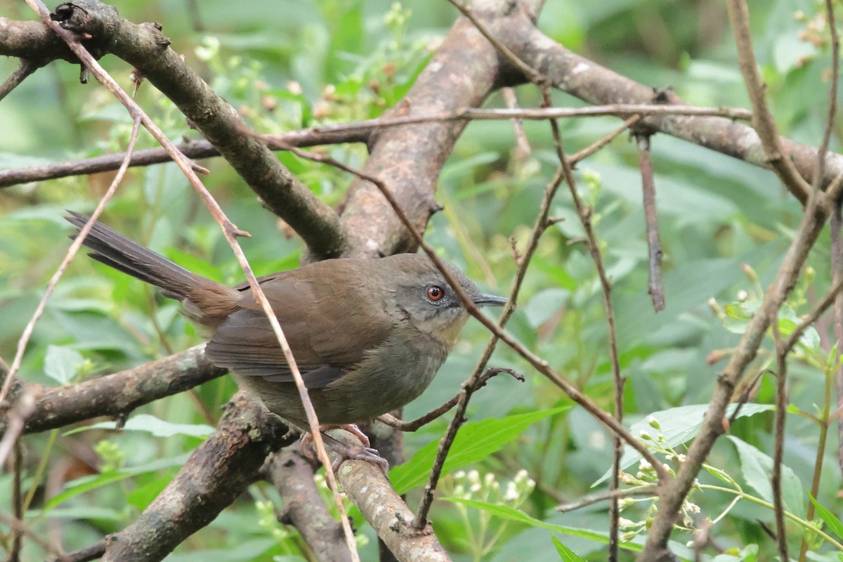 Sri Lanka Bush Warbler - ML646323886