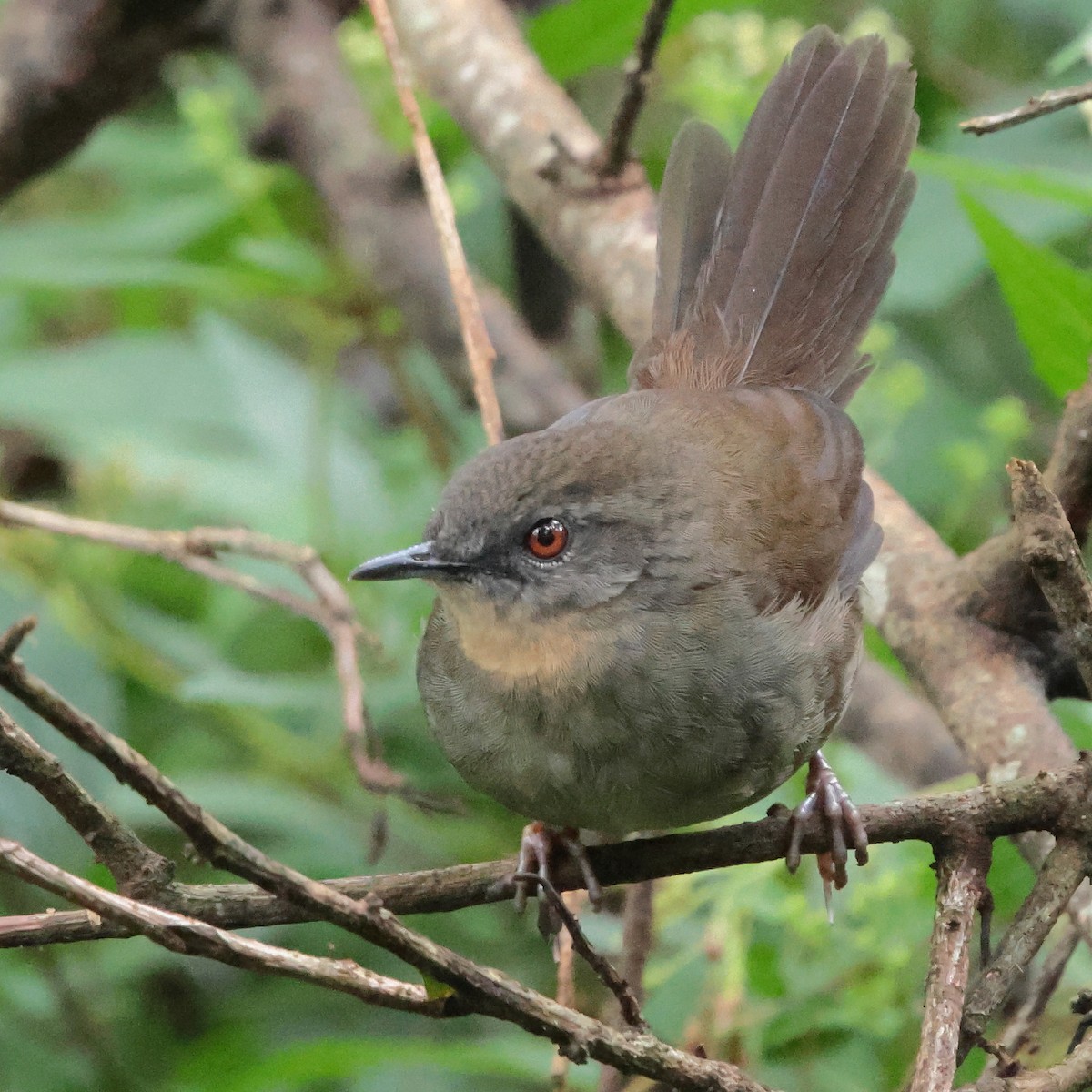 Sri Lanka Bush Warbler - ML646323887