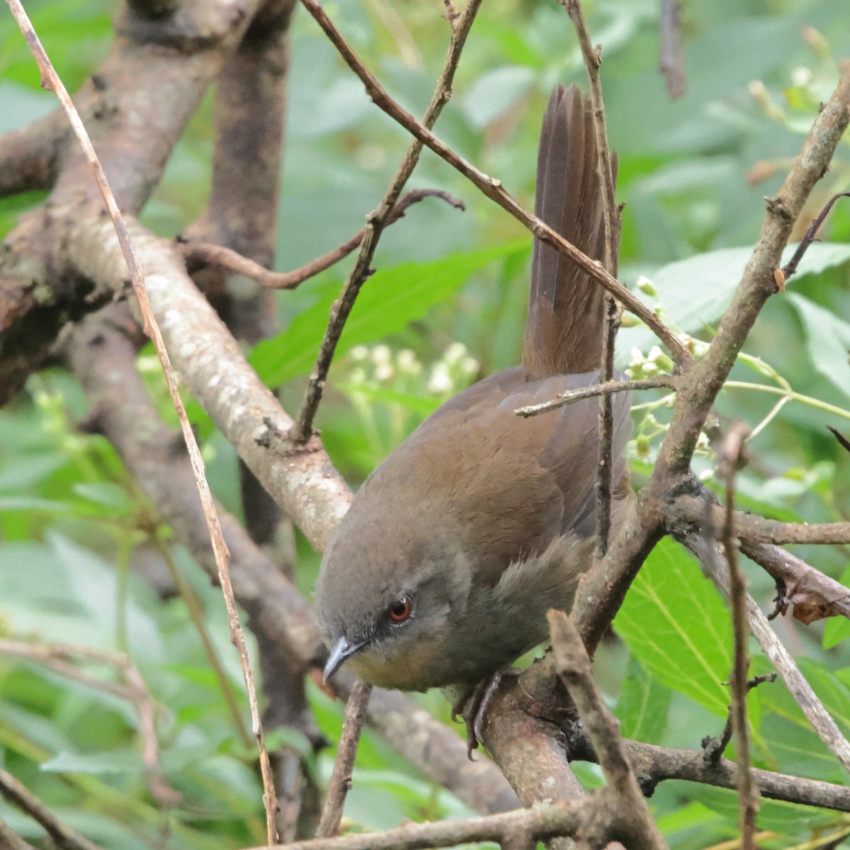 Sri Lanka Bush Warbler - ML646323888