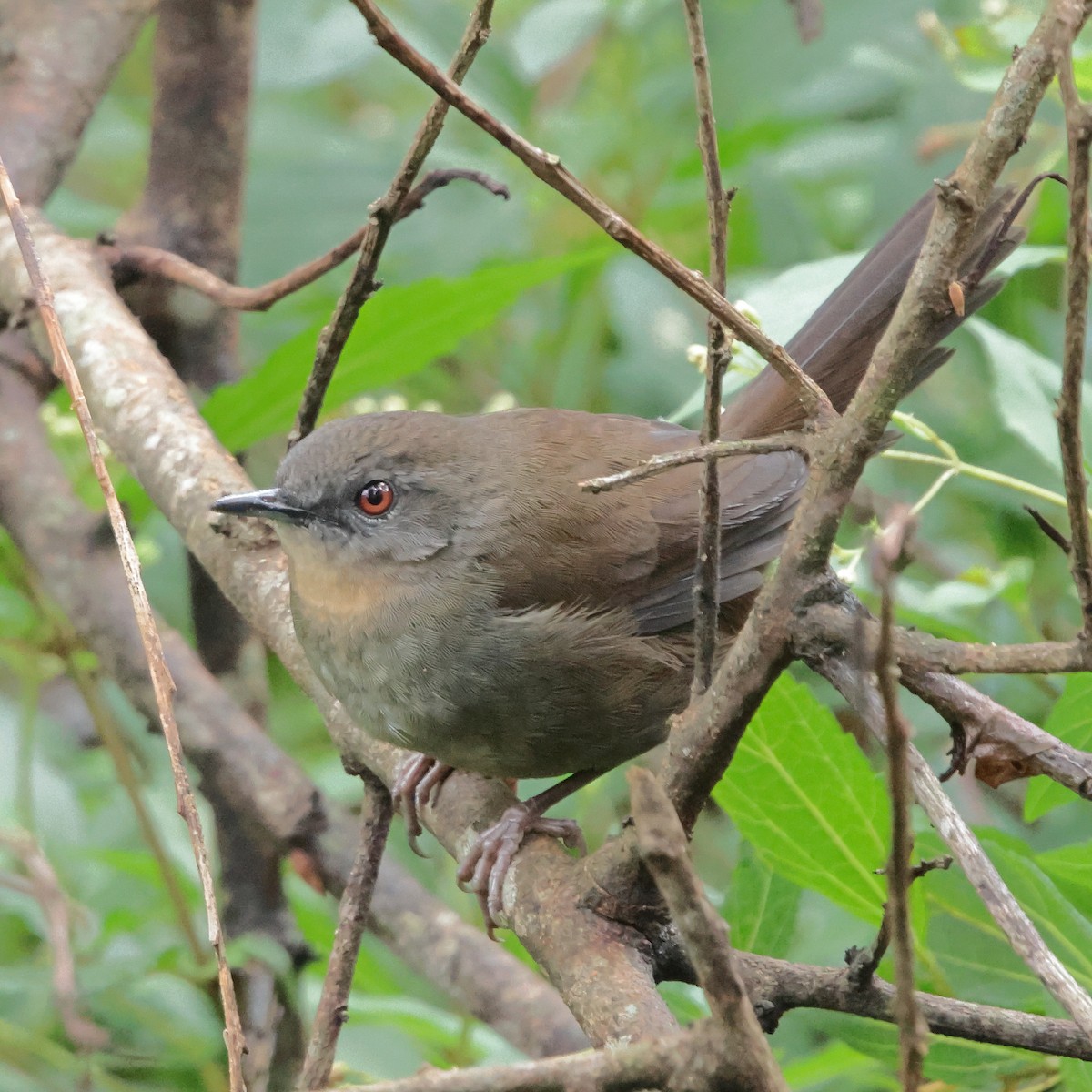 Sri Lanka Bush Warbler - ML646323889