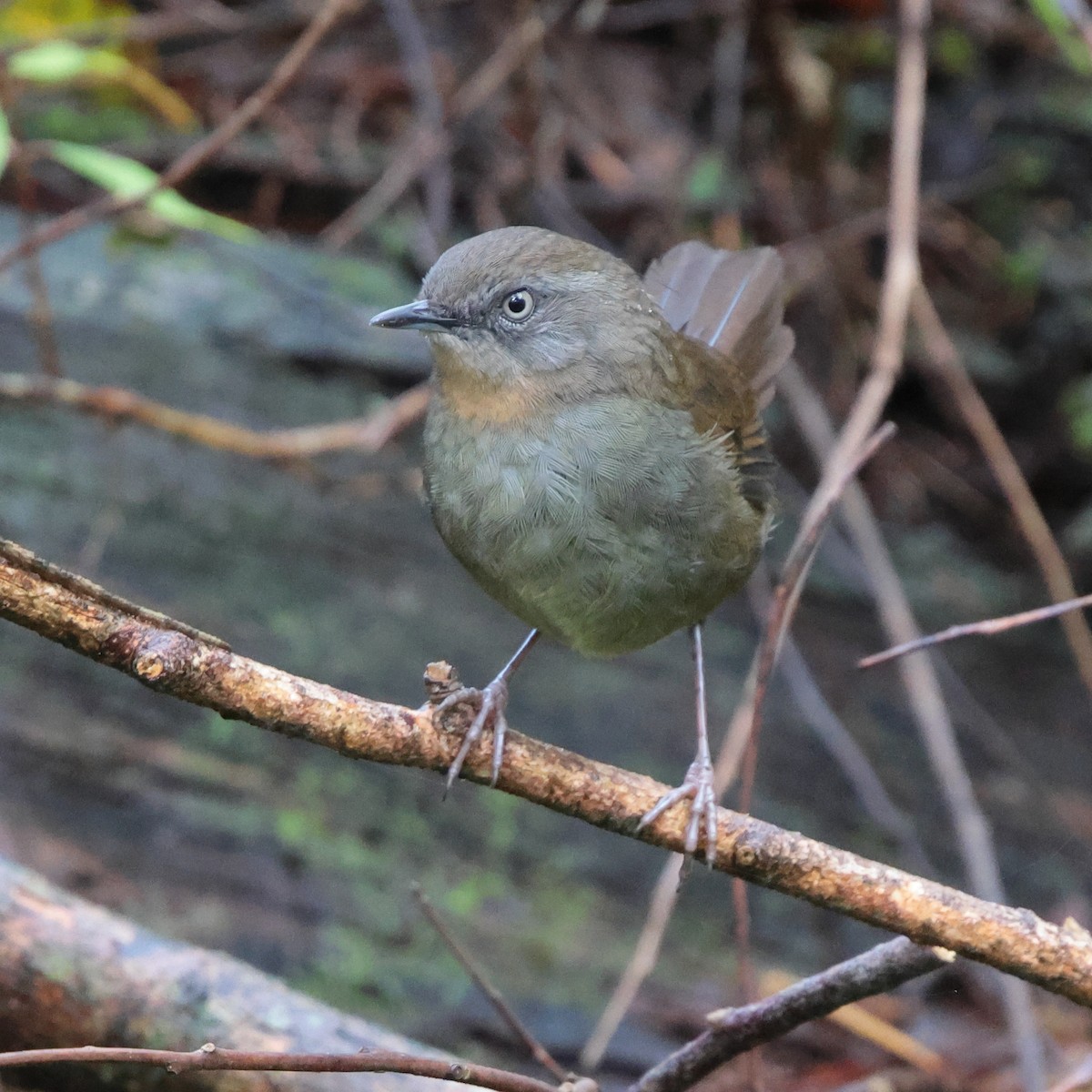 Sri Lanka Bush Warbler - ML646323890