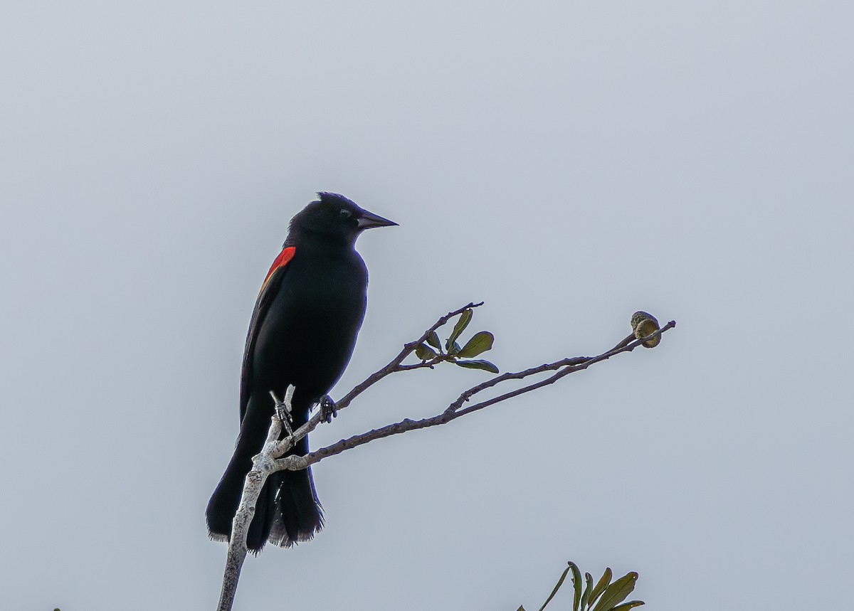 Red-winged Blackbird - ML646323891