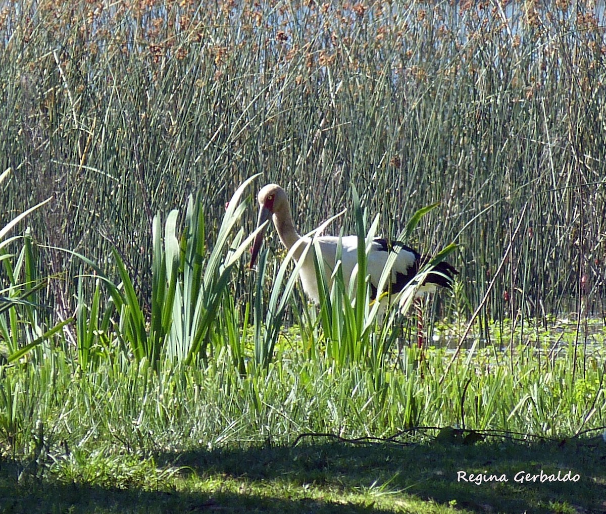 Maguari Stork - ML646323893