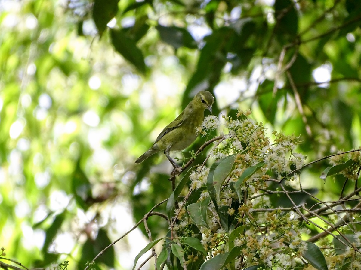 Tennessee Warbler - ML646323895