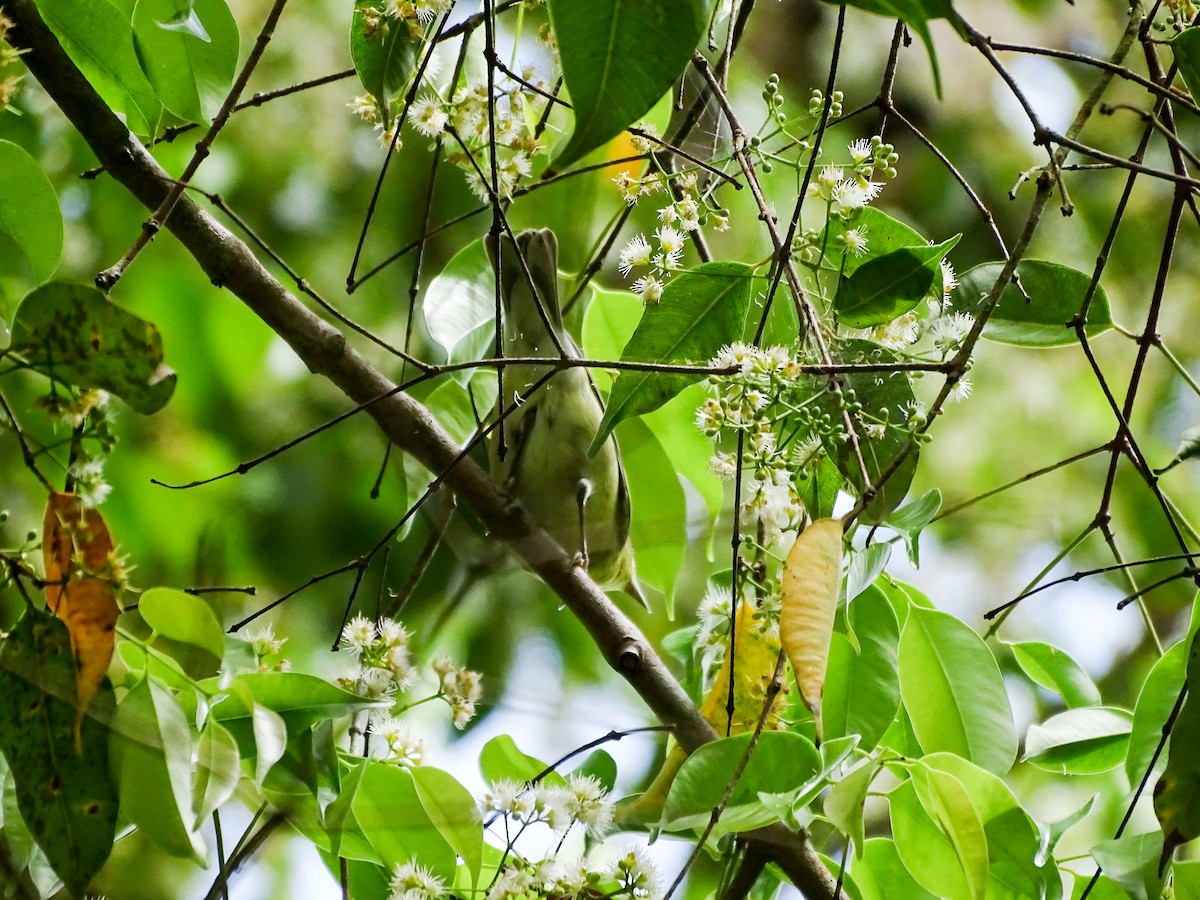 Tennessee Warbler - ML646323905
