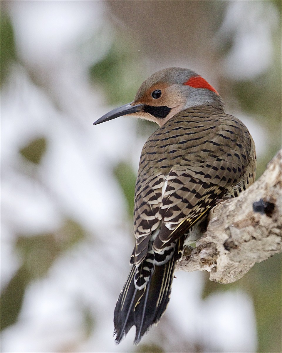 Northern Flicker - ML646323924