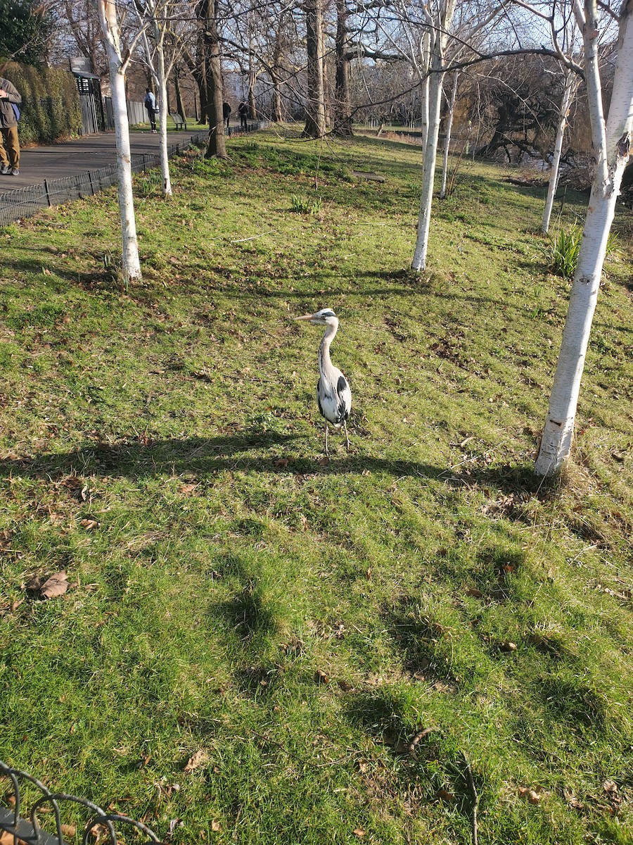 アオサギ - ML646323926