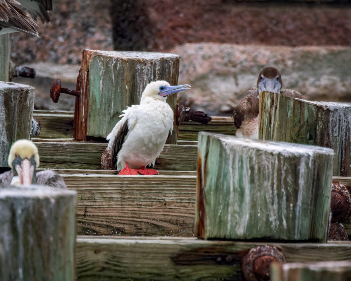 Сула червононога - ML646323931