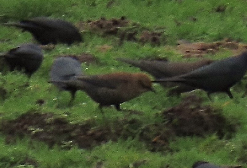 Rusty Blackbird - ML646323932