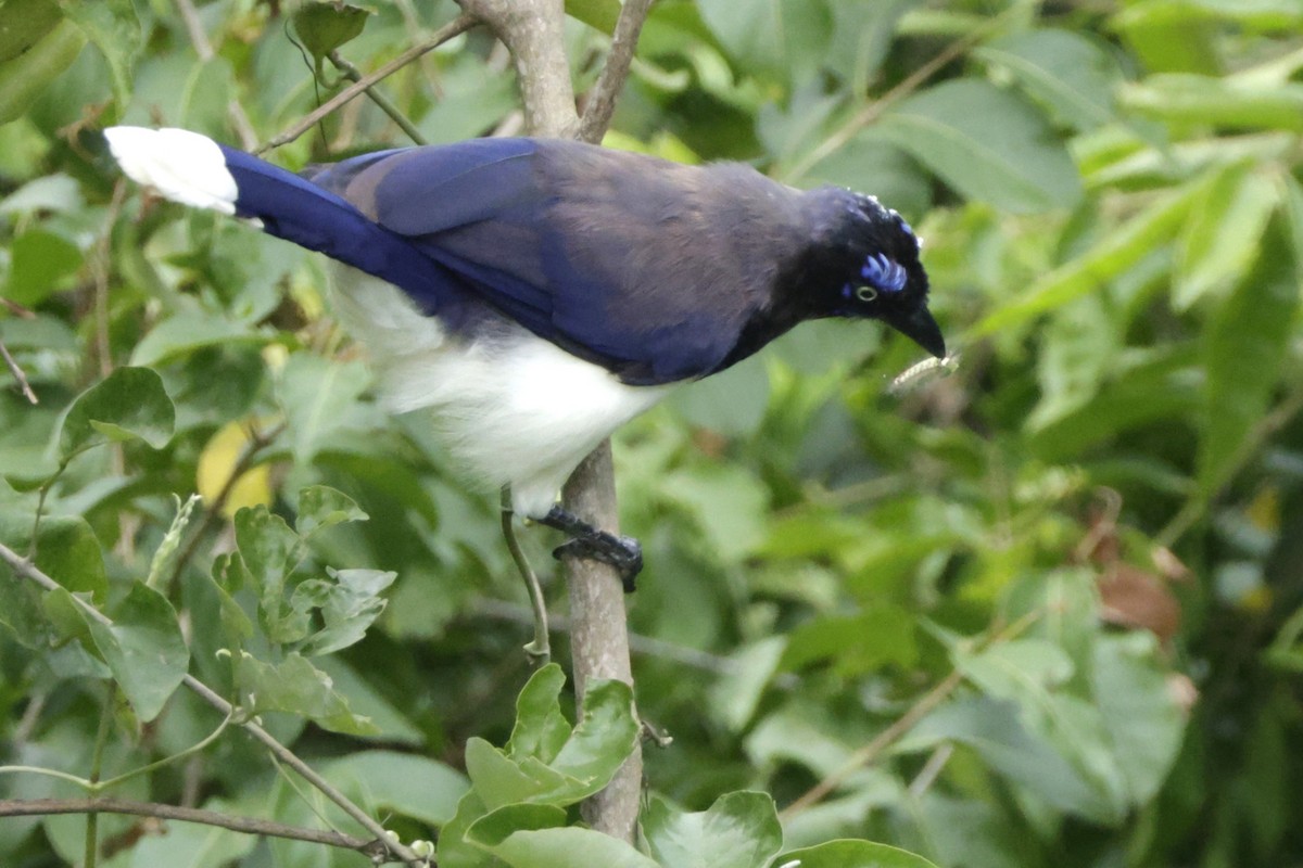 ムナグロルリサンジャク - ML646323933