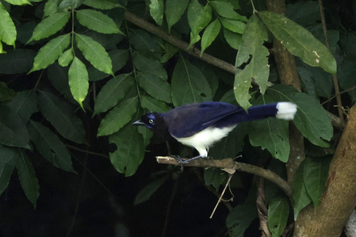 ムナグロルリサンジャク - ML646323934