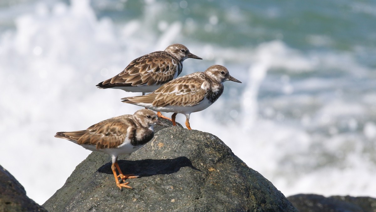 Ruddy Turnstone - ML646323938