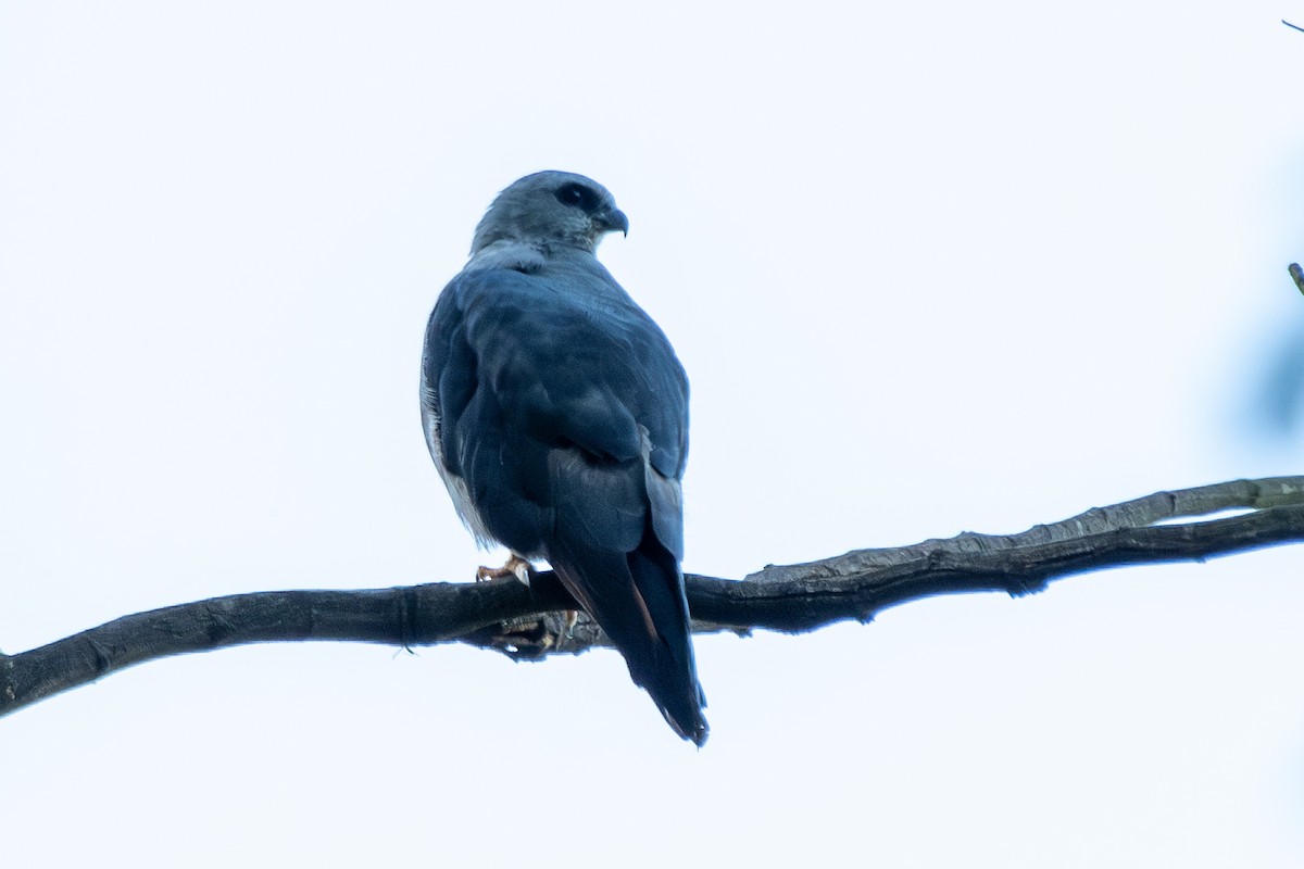 Plumbeous Kite - ML646323941