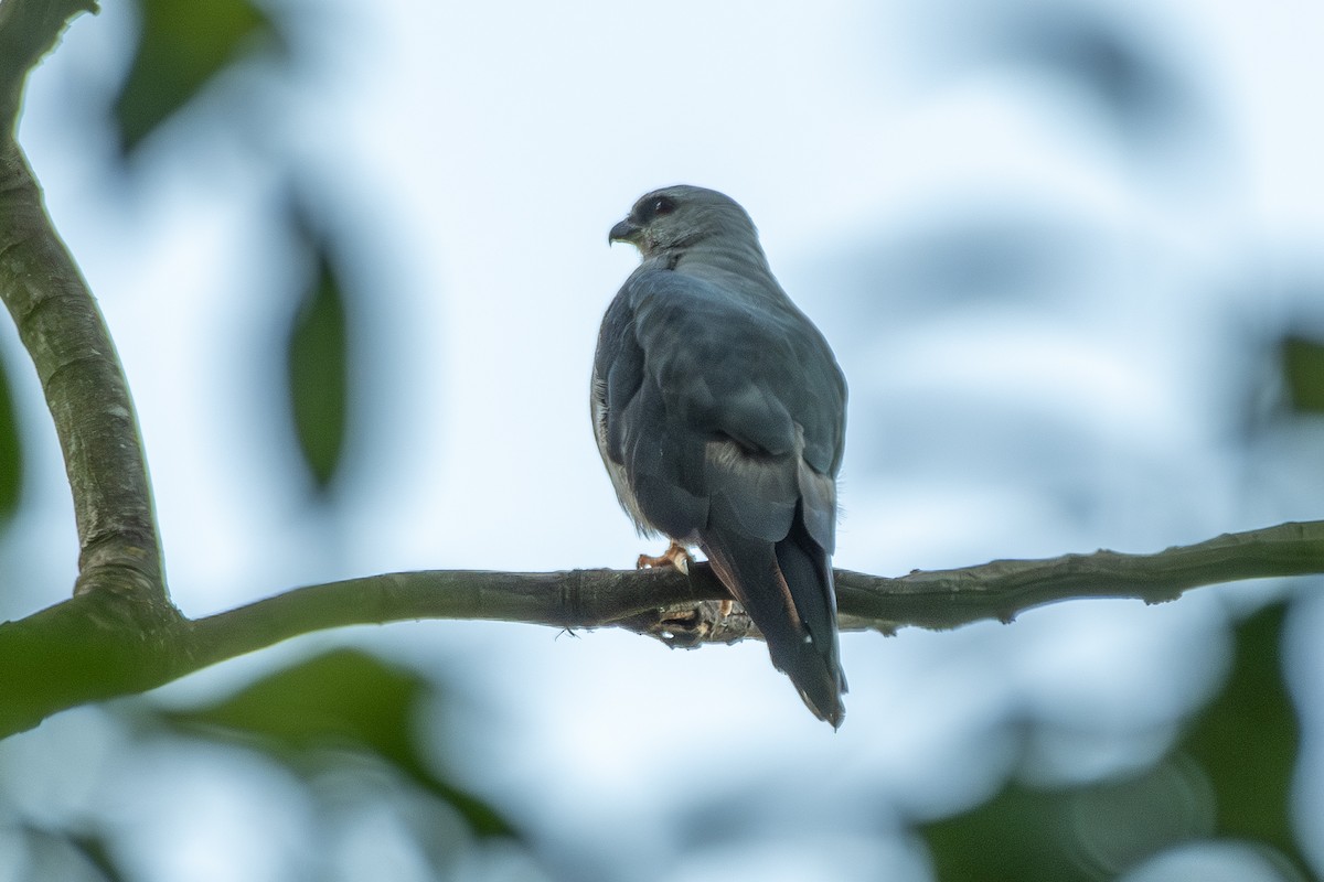 Plumbeous Kite - ML646323942