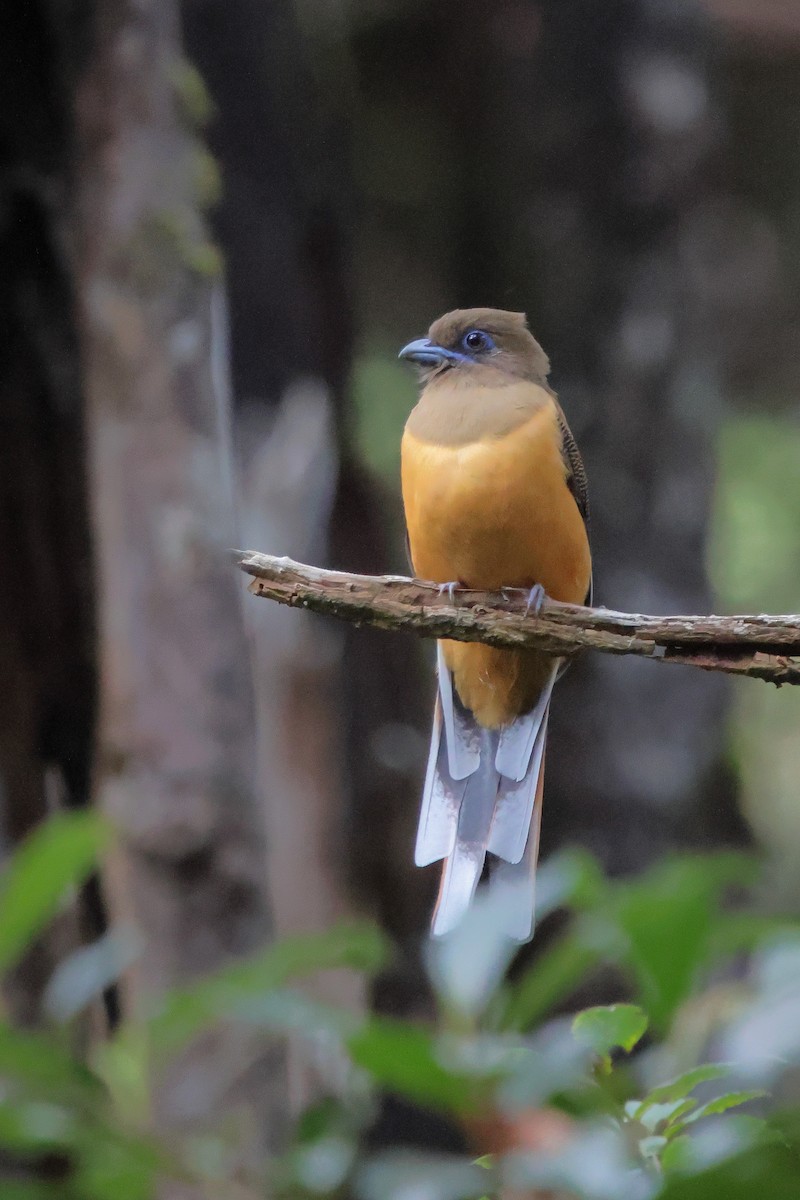 Malabar Trogon - ML646323943