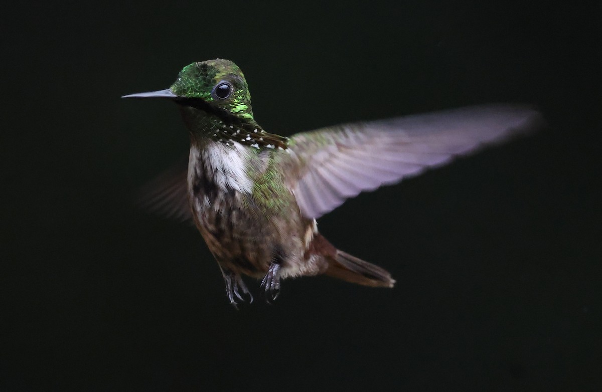 Festive Coquette - ML646323951