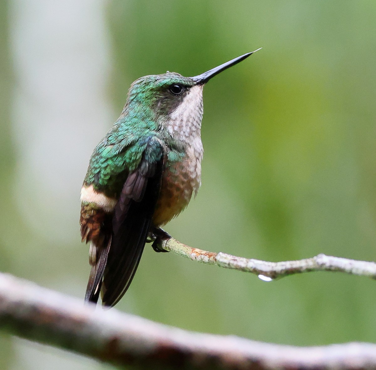 Festive Coquette - ML646323952