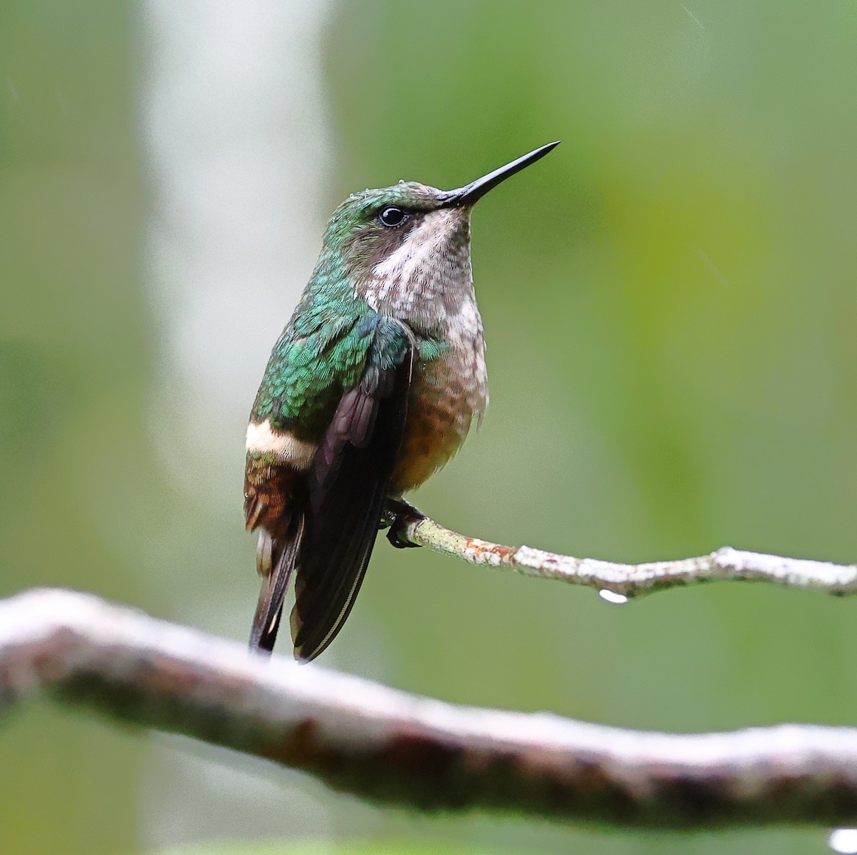 Festive Coquette - ML646323953