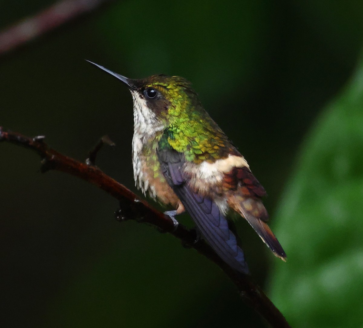 Festive Coquette - ML646323954