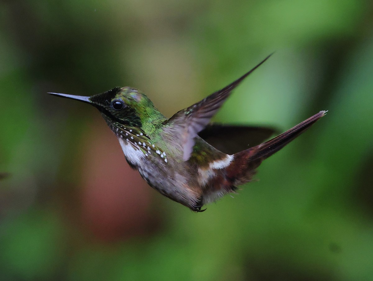 Festive Coquette - ML646323955