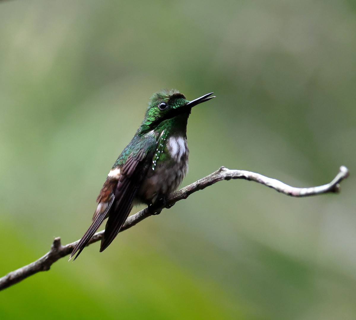 Festive Coquette - ML646323956