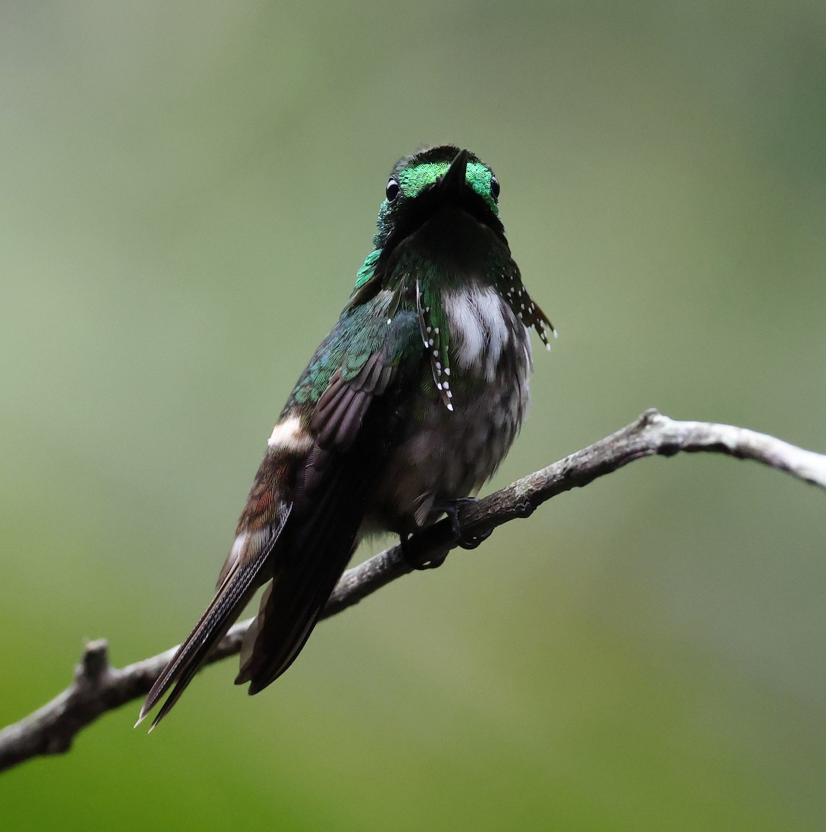 Festive Coquette - ML646323957