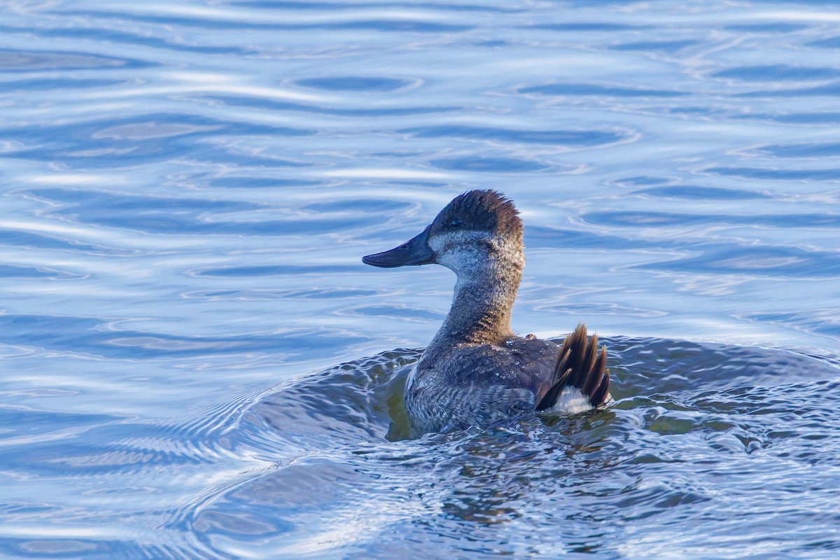 kachnice kaštanová - ML646323958