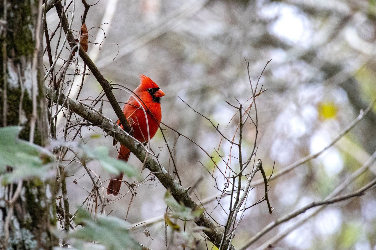 Cardinal rouge - ML646323959